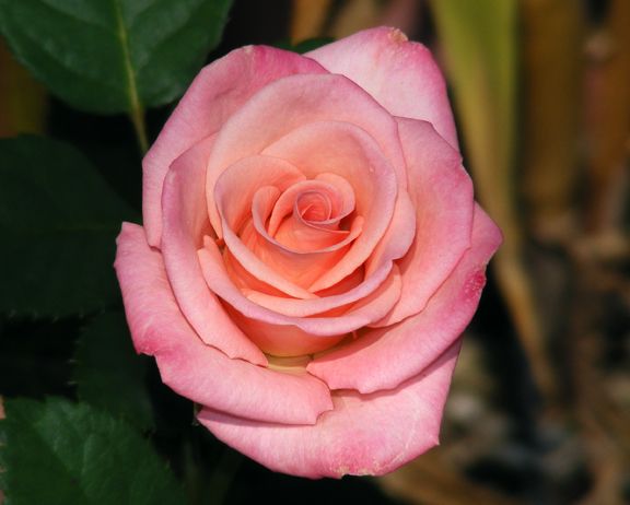 Show Stopper photo ss2013_08180012_zps0bdad036.jpg